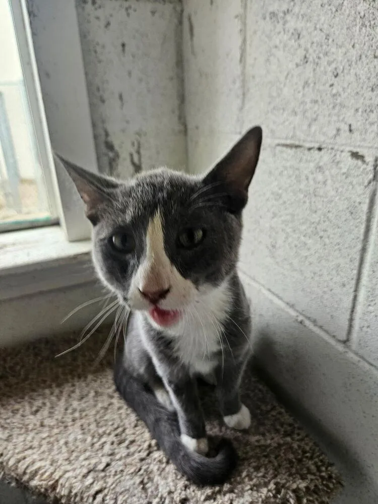 A young medium-sized male Gray & White Domestic Short Hair cat named Blake for adoption in Ontario, CA