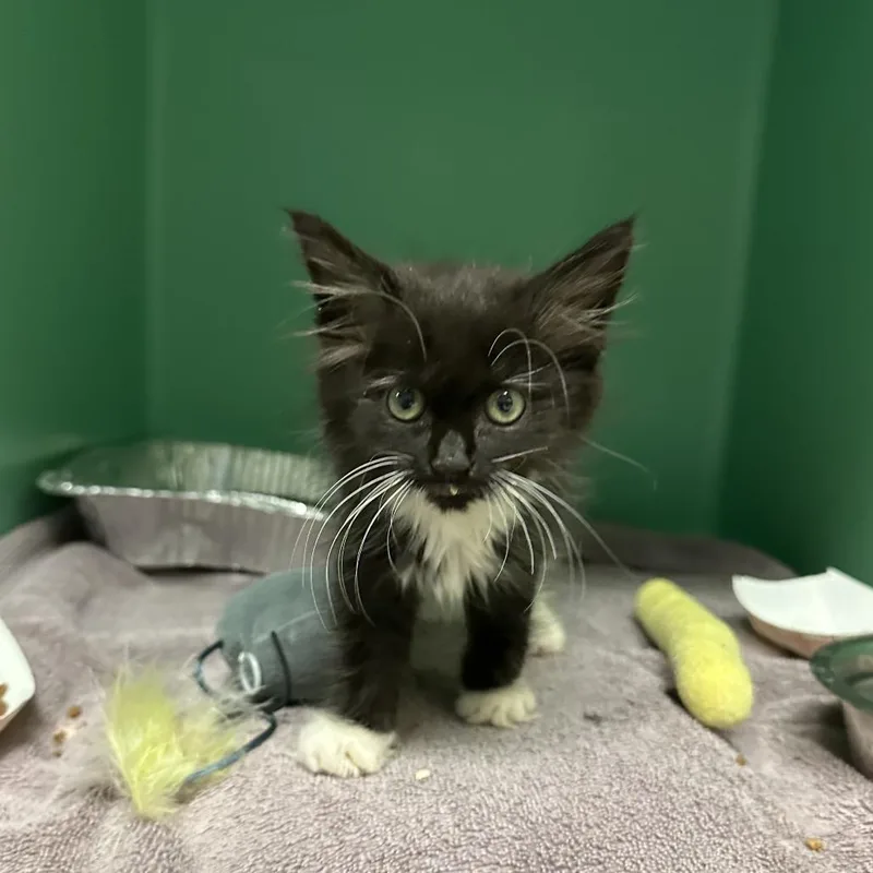 A baby small-sized male Black Domestic Medium Hair cat named Atlas for adoption in Forest Park, IL