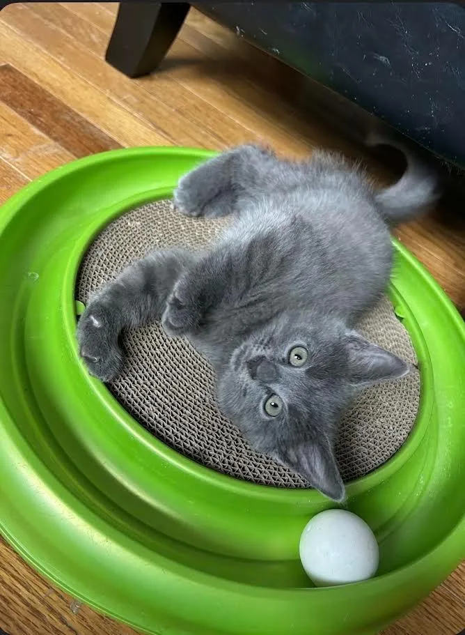A baby medium-sized female Domestic Short Hair cat named Zion for adoption in Hamilton, OH