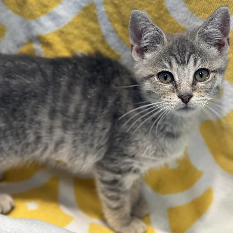 A baby small-sized female Gray / Blue / Silver Domestic Medium Hair cat named Eastie for adoption in Matteson, IL