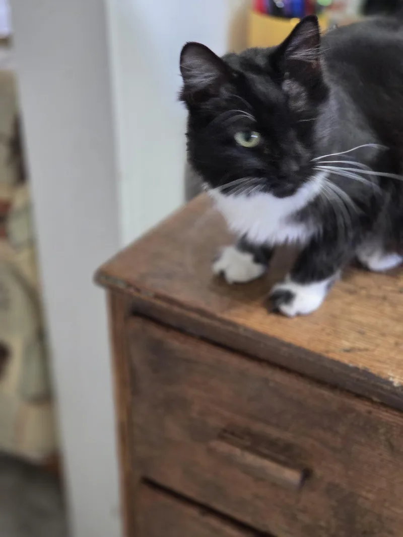 Oreo Lynn thumbnail 2