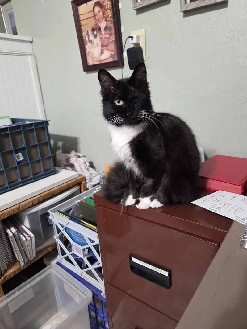 Oreo Lynn thumbnail 4