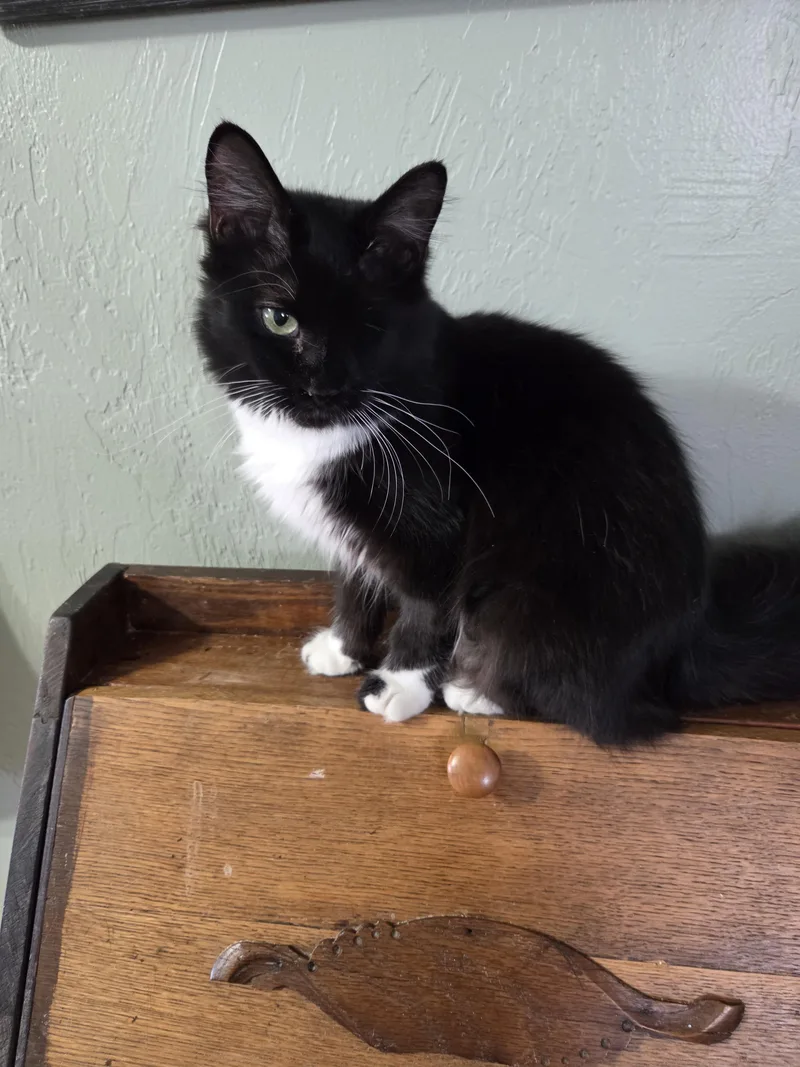 Oreo Lynn thumbnail 5