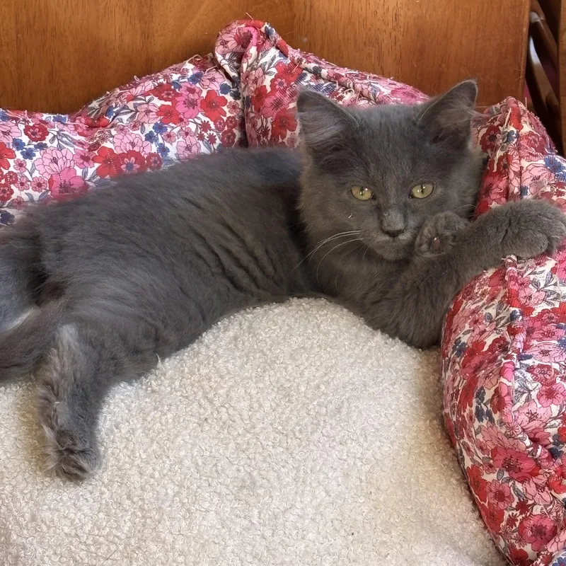A baby medium-sized male Gray / Blue / Silver Domestic Long Hair cat named Ryle for adoption in Shelby Township, MI