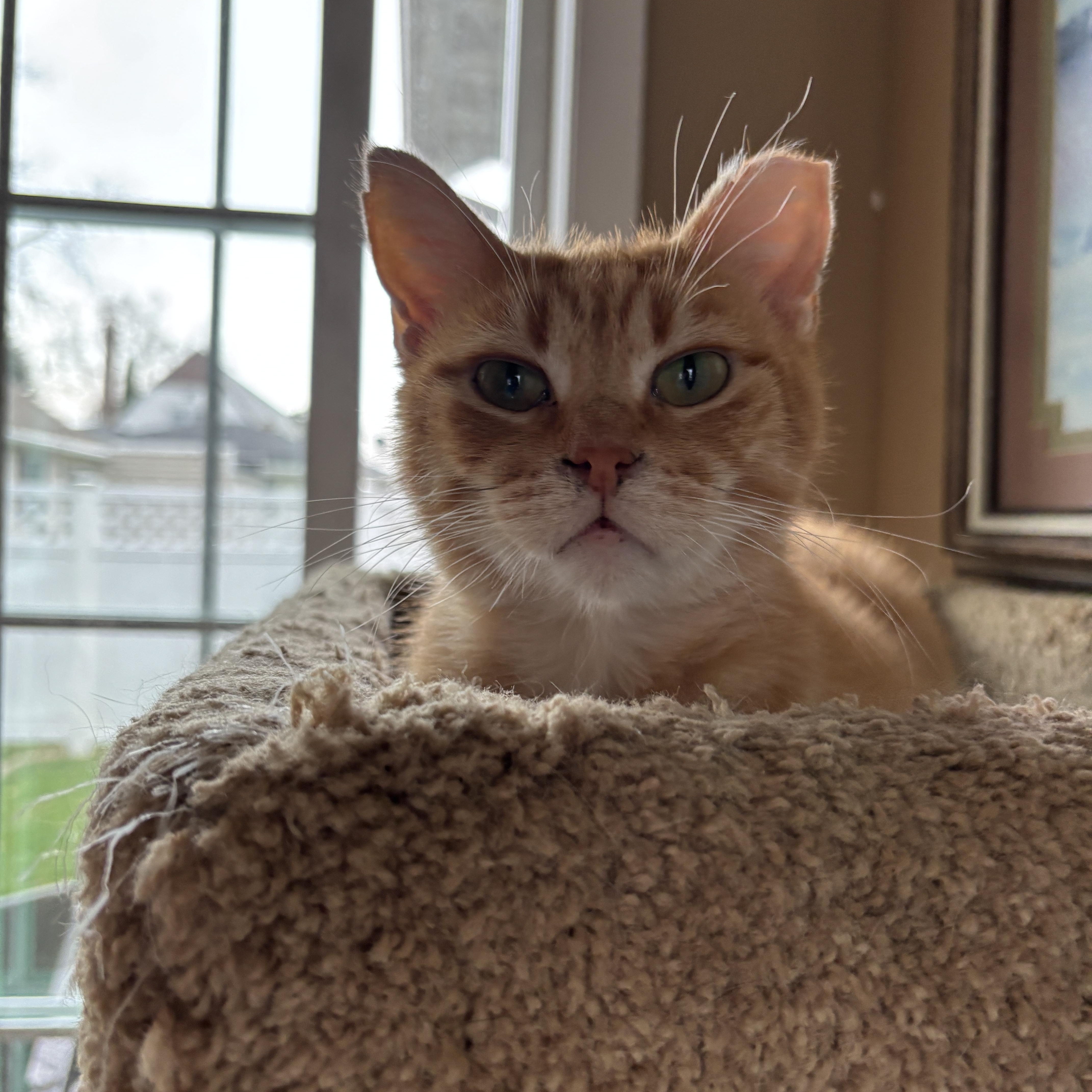 An adult small-sized male Orange & White Tabby cat named Toulouse for adoption in Sheboygan, WI
