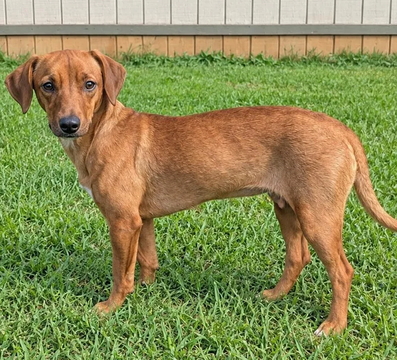 An adult medium-sized female Dachshund dog named Cerberus for adoption in Jackson, GA