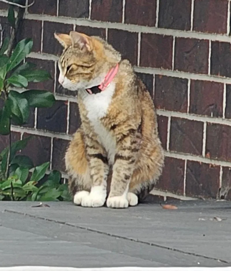 A young small-sized female Domestic Short Hair cat named Madi for adoption in Little Rock, AR