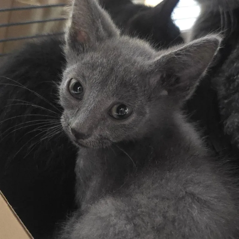A baby small-sized male Gray / Blue / Silver Domestic Short Hair cat named Armin for adoption in Milan, IL