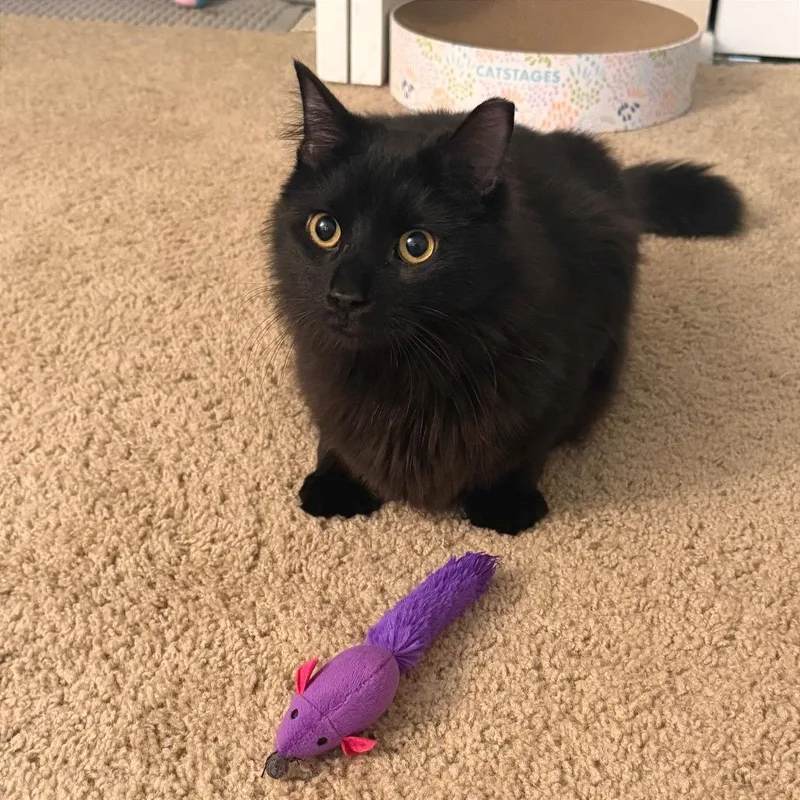 A young medium-sized male Black Domestic Medium Hair cat named Pluto for adoption in Gibsonia, PA