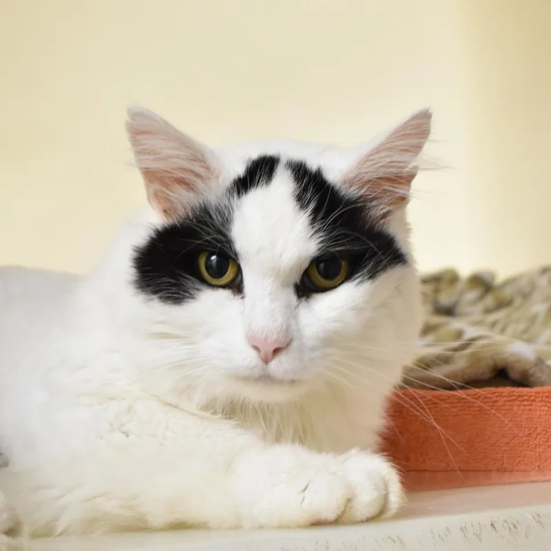 A senior large-sized male White Ragdoll cat named Baby for adoption in Harrisonburg, VA