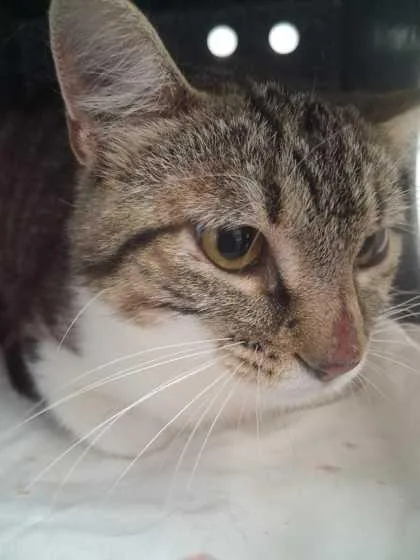 An adult medium-sized male Domestic Short Hair cat named Razmataz for adoption in Sevierville, TN