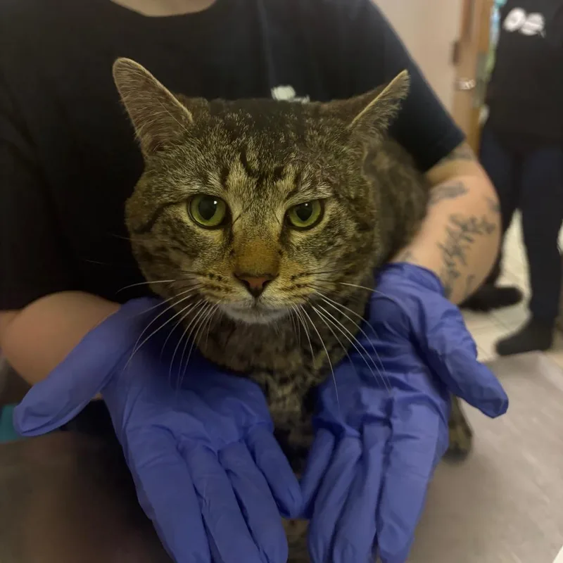 An adult medium-sized male Brown / Chocolate Domestic Medium Hair cat named Emerson for adoption in Charleston, WV