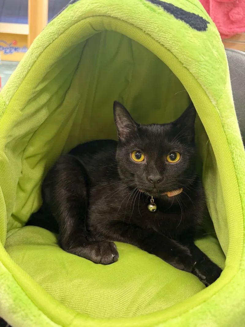 A baby medium-sized female Domestic Short Hair cat named Vivian for adoption in Barrington Hills, IL