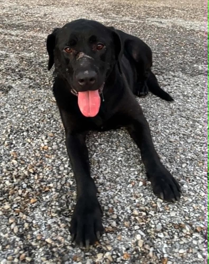 An adult medium-sized female Labrador Retriever dog named Fifa for adoption in Evansville, IN