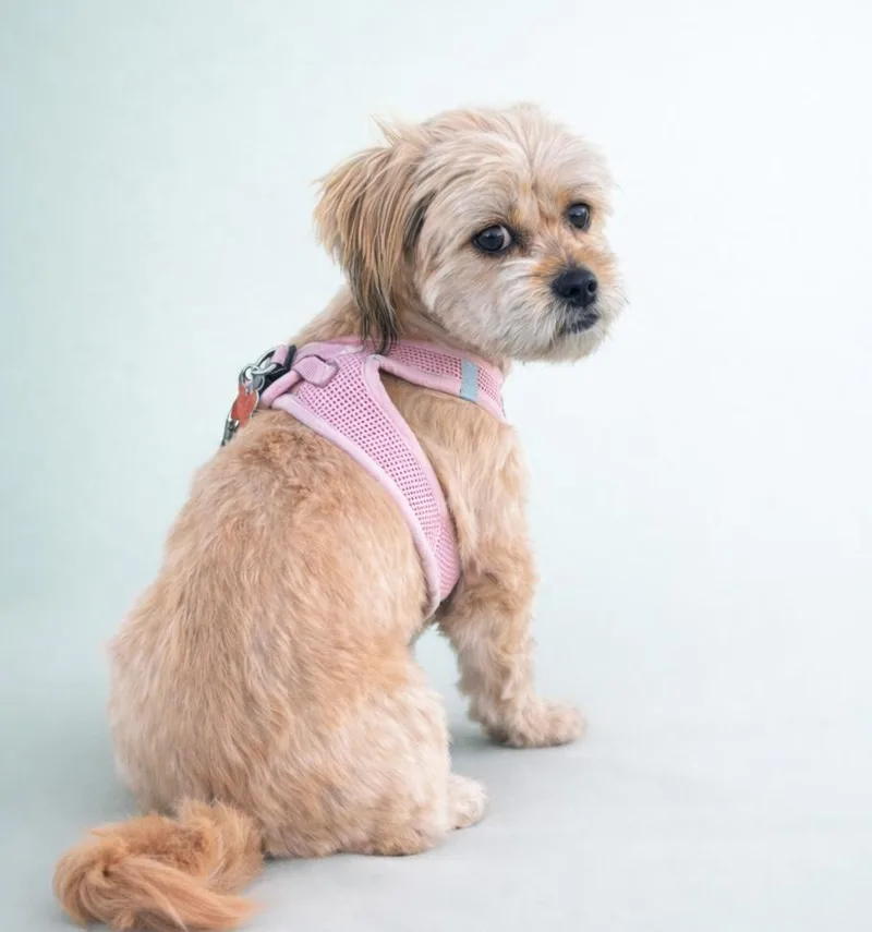 Creamsicle thumbnail 2