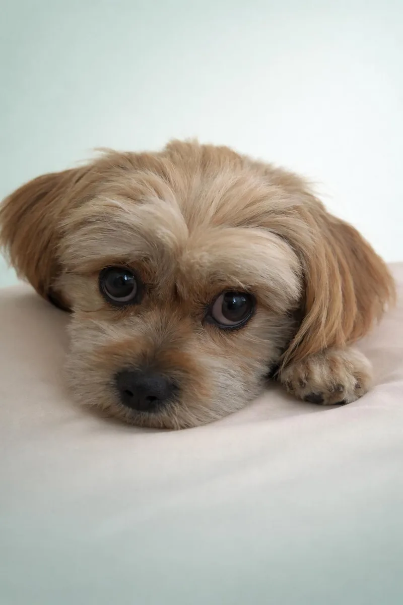 Creamsicle thumbnail 3