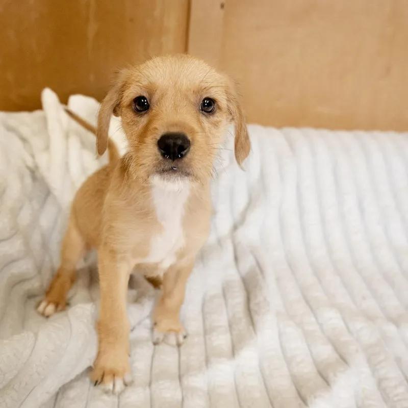 A baby medium-sized male Labrador Retriever dog named Dyson for adoption in Valparaiso, IN