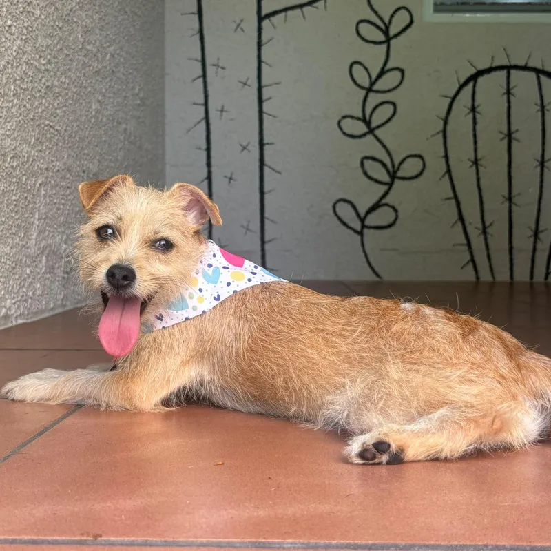 A baby small-sized female Terrier dog named Miss Truffles. for adoption in Humacao, PR