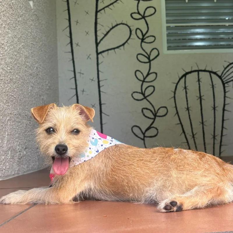 Miss Truffles. thumbnail 3