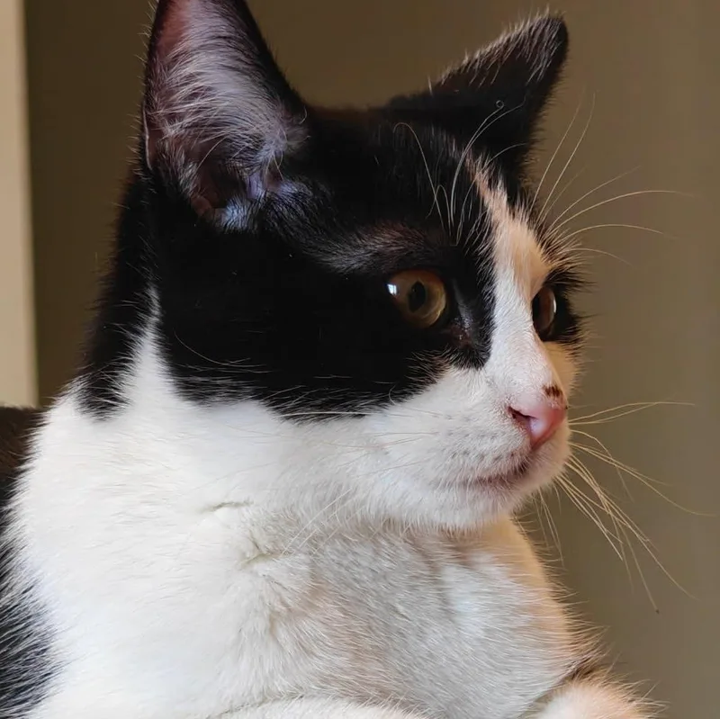 A young medium-sized male Domestic Short Hair cat named Evan Owner Giving Up for adoption in Clifton, NJ
