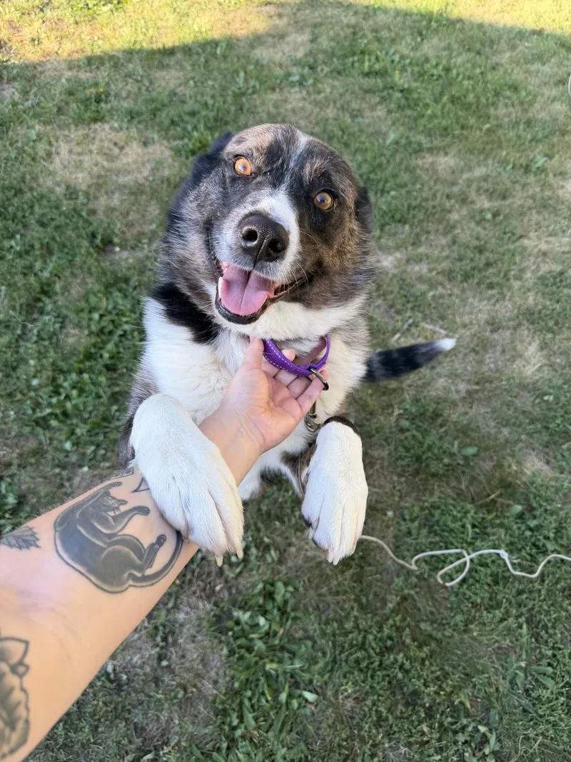 An adult large-sized male Mixed Breed dog named Albert for adoption in Sioux Falls, SD