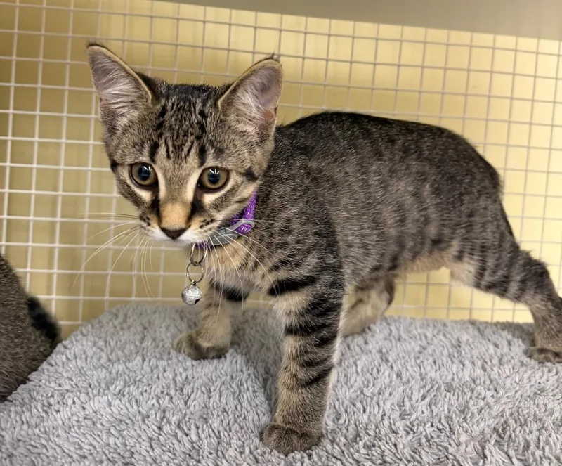 A baby medium-sized female Domestic Short Hair cat named Lucy for adoption in Fort Oglethorpe, GA