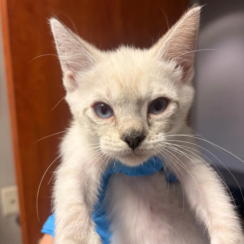 A baby small-sized female White Domestic Short Hair cat named August for adoption in Yuma, AZ