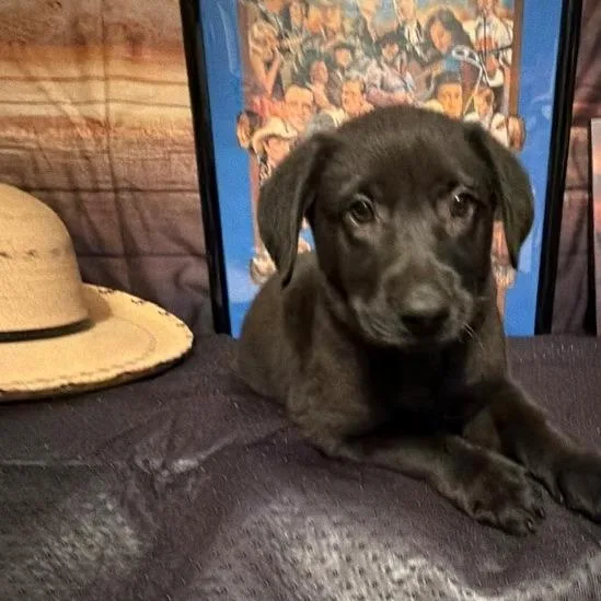 A baby medium-sized female Apricot / Beige Labrador Retriever dog named Miranda for adoption in Normal, IL