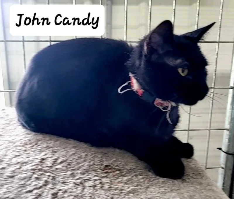 John Candy thumbnail 2