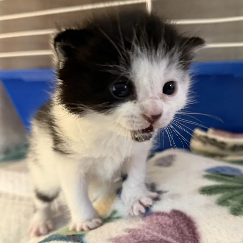 A baby small-sized male Black Domestic Short Hair cat named Yang for adoption in Columbus, NC