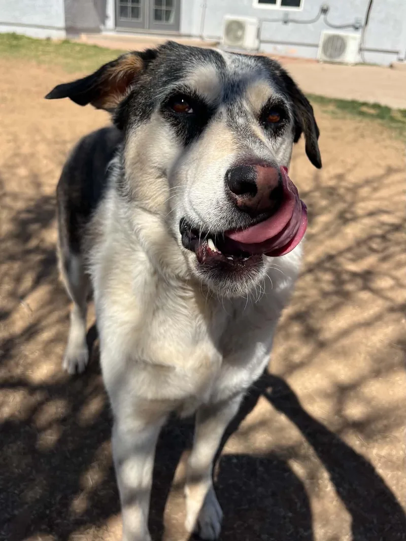An adult large-sized female German Shepherd Dog dog named Rhea for adoption in Gilbert, AZ
