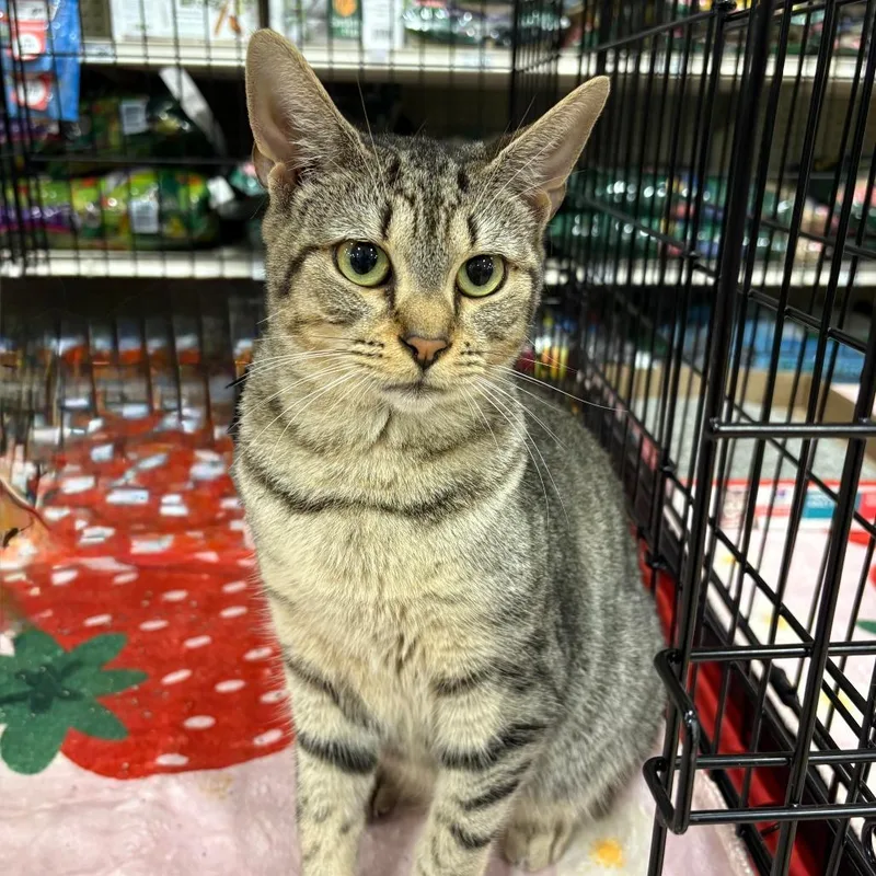 A young small-sized female Brown / Chocolate Domestic Short Hair cat named Tabby for adoption in New Port Richey, FL