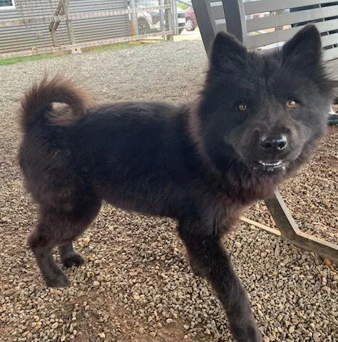 Persephone thumbnail 3