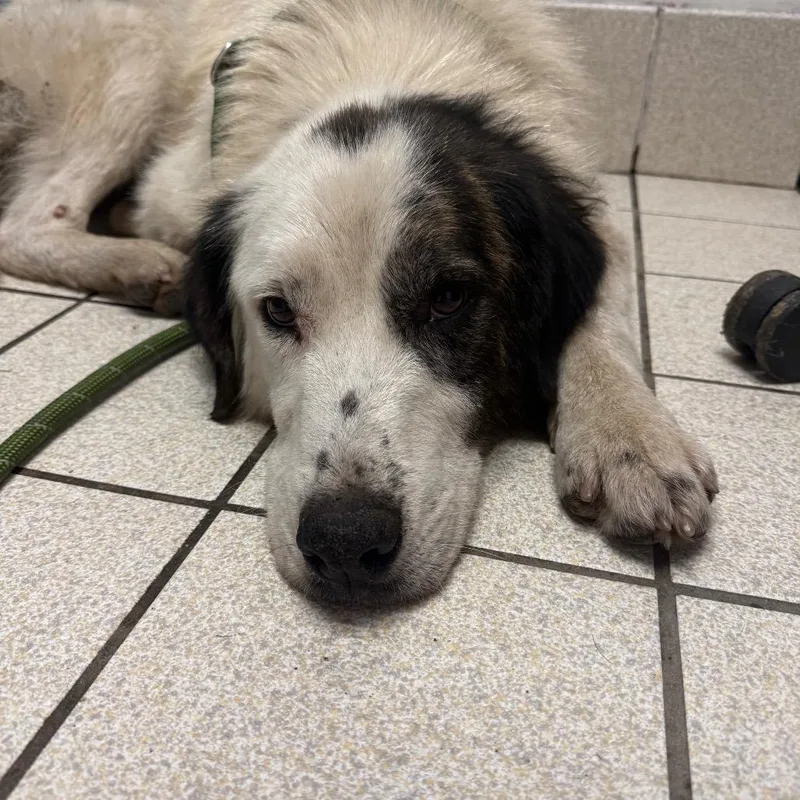 An adult medium-sized male White / Cream Mixed Breed dog named Nugget for adoption in Charleston, WV
