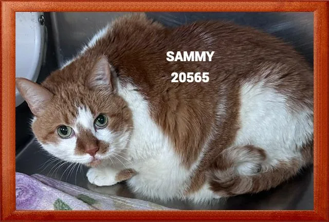 An adult extra large-sized male Orange & White Domestic Medium Hair cat named Sammy for adoption in Marietta, GA