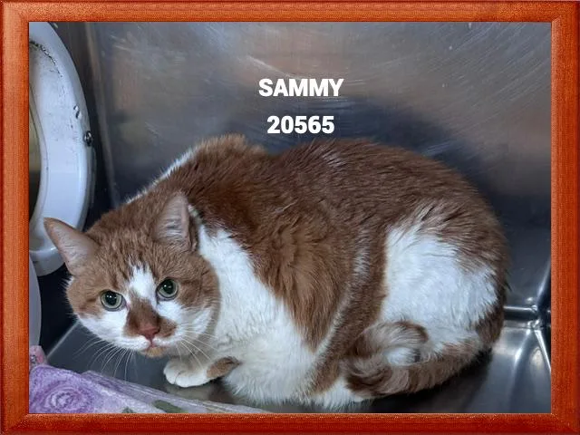 Sammy thumbnail 2