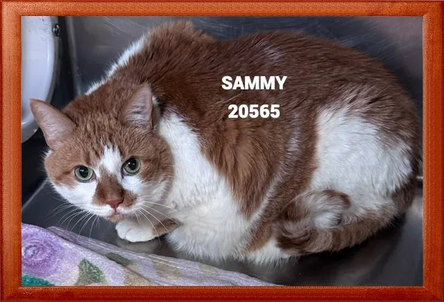 Sammy thumbnail 3