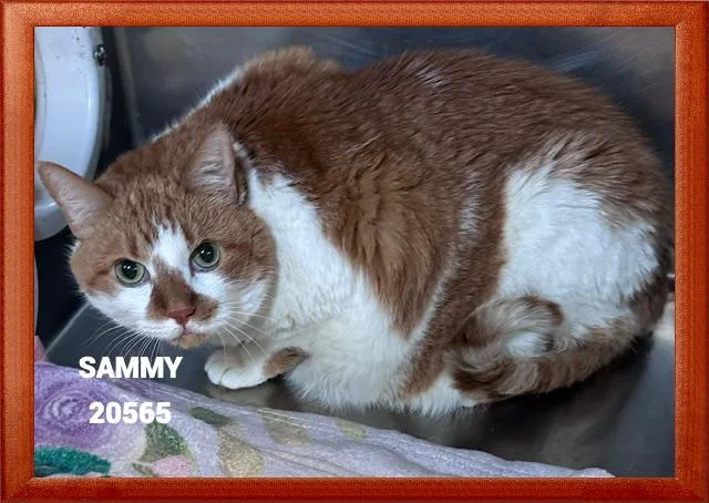 Sammy thumbnail 4