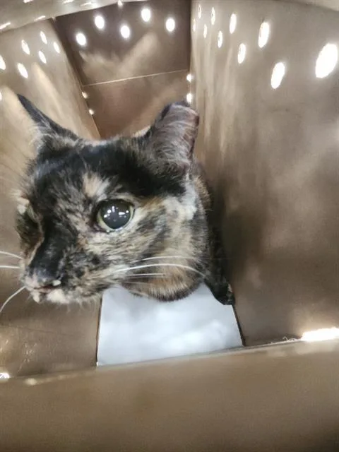 A young medium-sized female Domestic Short Hair cat named 1-12 for adoption in San Antonio, TX