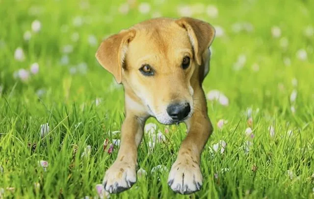 A young medium-sized female German Shepherd Dog dog named Zinnia for adoption in Lancaster, CA