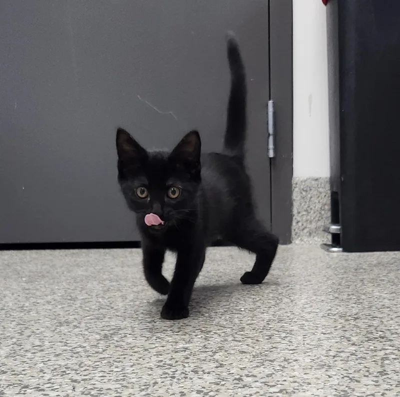 A baby small-sized female American Shorthair cat named Scally for adoption in Van Wert, OH