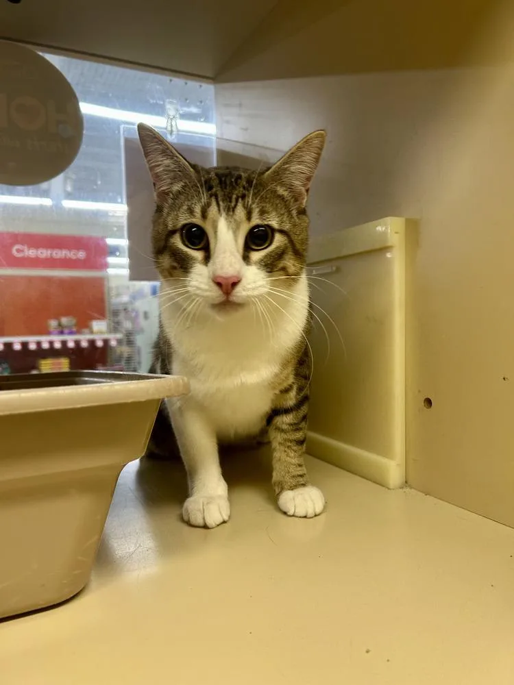 An adult large-sized male Domestic Short Hair cat named Ed for adoption in Bossier City, LA