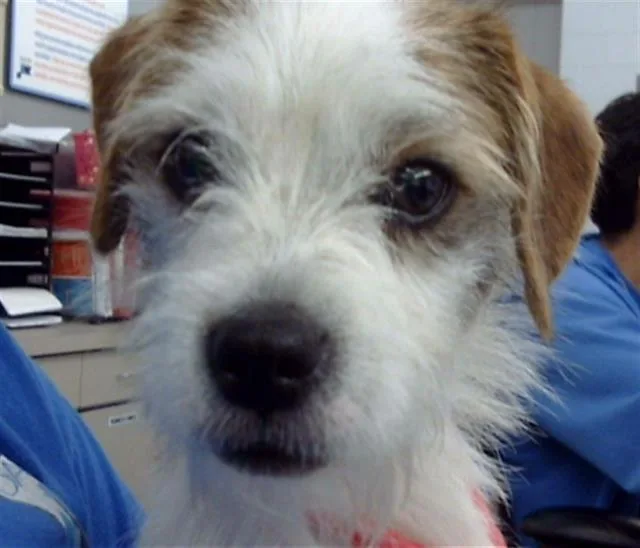 A baby small-sized male Mixed Breed dog named Santiago for adoption in Dallas, TX
