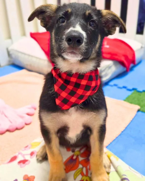 A baby medium-sized male Shepherd dog named Cooper for adoption in Novato, CA