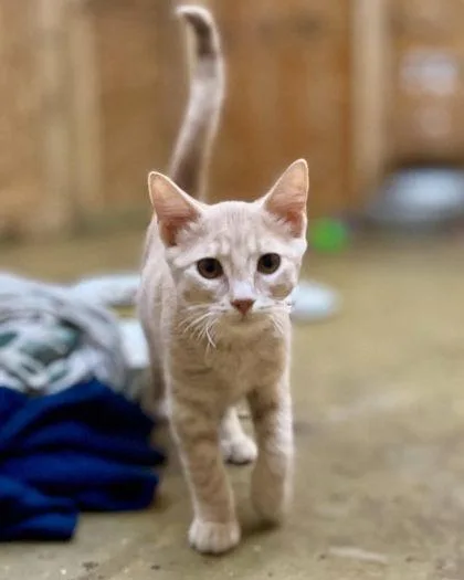 A young small-sized male Domestic Short Hair cat named Boba for adoption in River Ridge, LA