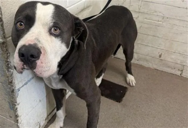 A young large-sized male Pit Bull Terrier dog named Big Mac for adoption in San Bernardino, CA