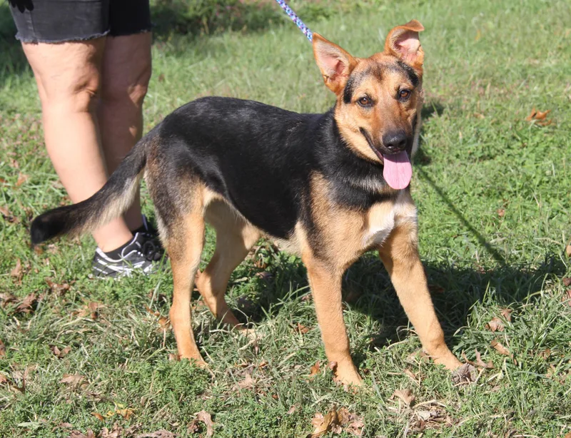 A young medium-sized female German Shepherd Dog dog named Hyper for adoption in Marietta, OH