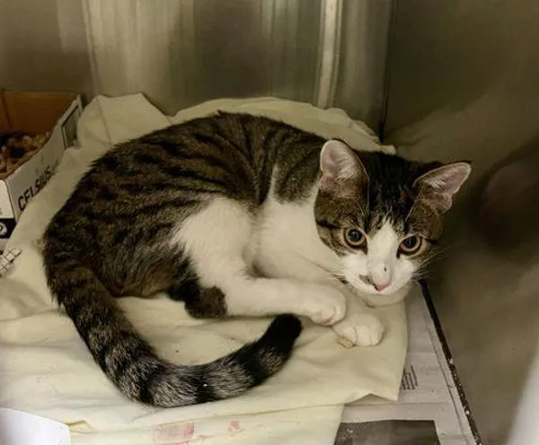 An adult small-sized male Domestic Short Hair cat named Cresnkamish Aka Smoke for adoption in Virginia Beach, VA