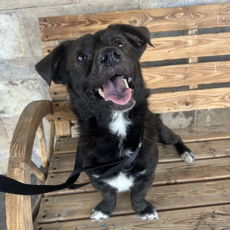 An adult small-sized male Spaniel dog named Maui for adoption in Chico, CA