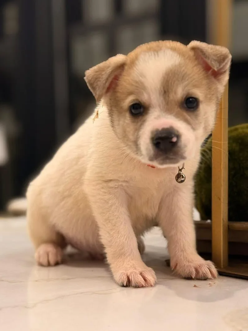A baby small-sized male White / Cream Spitz dog named Aykroyd for adoption in Mount Juliet, TN